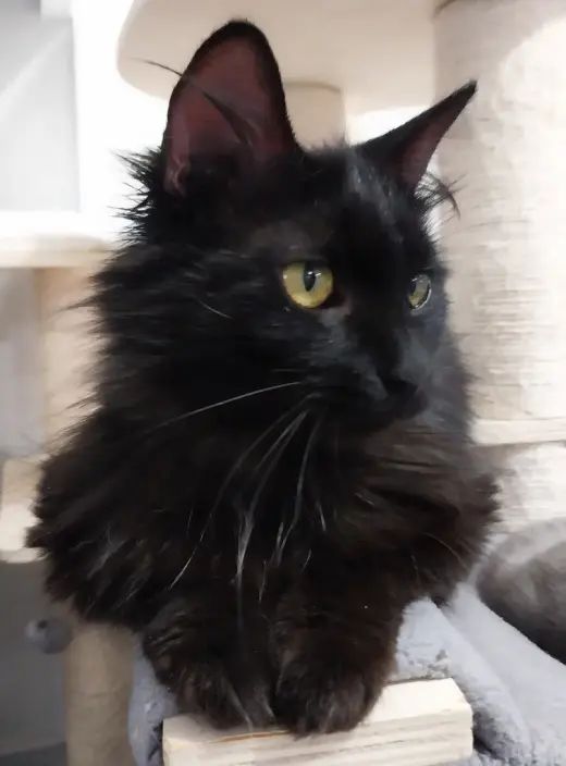 Roxanne *IN FOSTER*