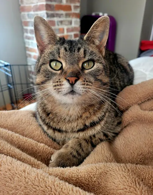 Willow