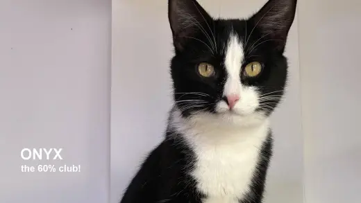 Onyx