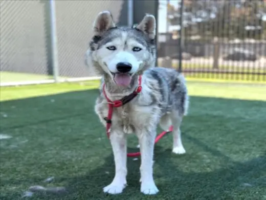 SHASTA