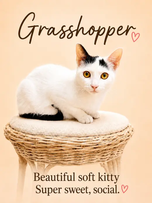 Grasshopper (FCID# 03/26/2026-124) Willow Grove