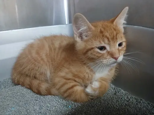 Two Orange Boy Babies!