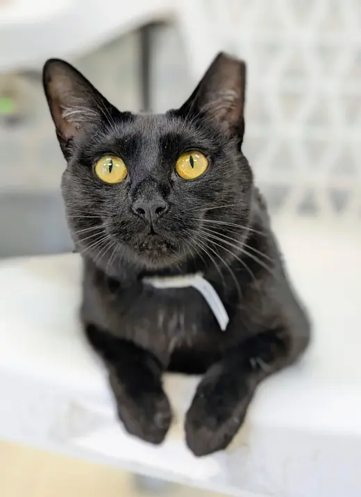 Greta
