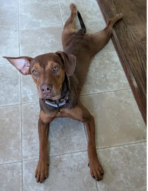 Leela