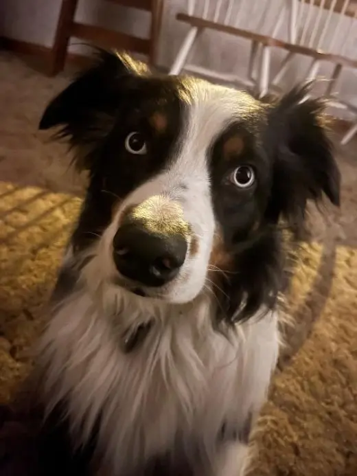 Zeppelin