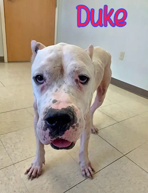 Duke