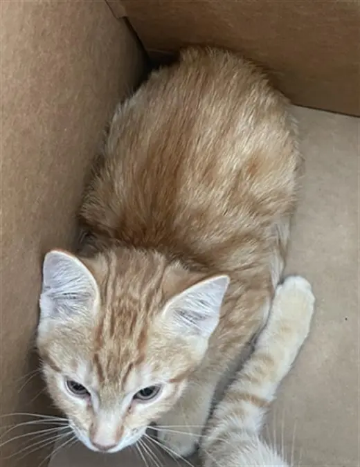 ZENA