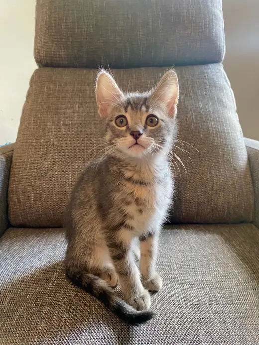 Gio