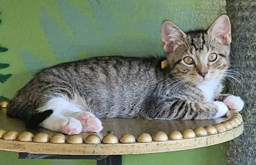 Pawliver