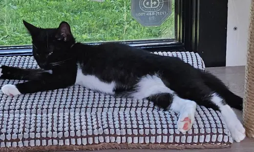Bartholomeow