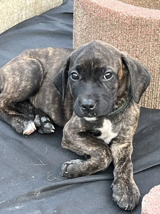Iv Litter Mocha - ADOPTION PENDING