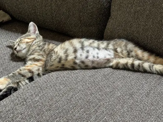 Cherry *IN FOSTER*