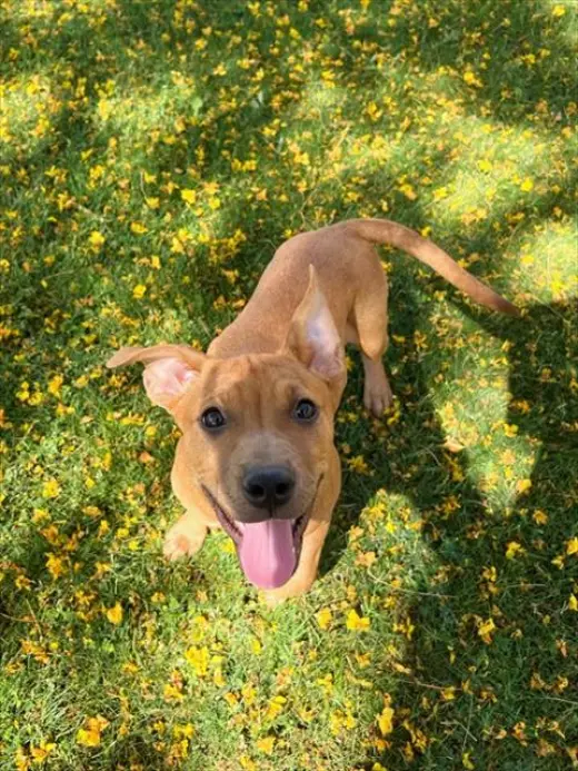 CHULA