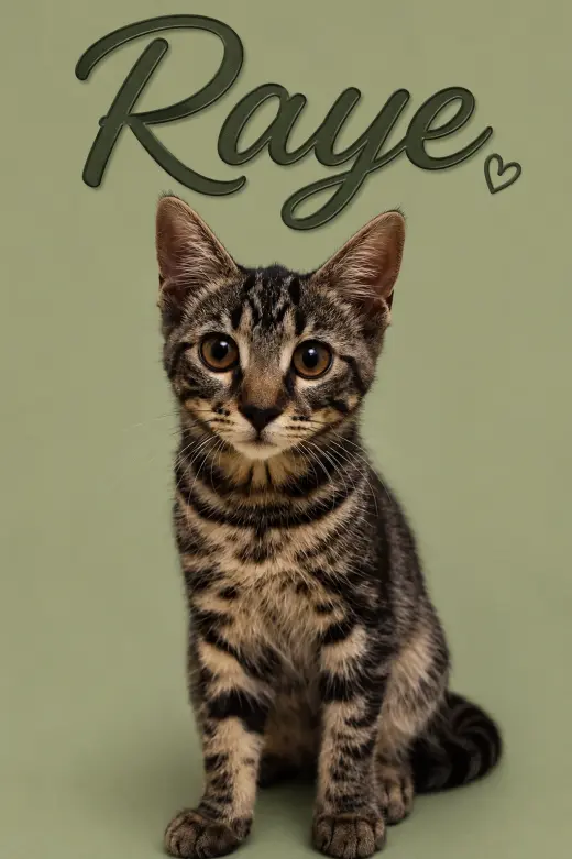 Raye (FCID# 06/09/2026 - 1 Middletown PS) KC