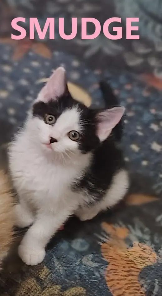 Smudge sweetest baby girl