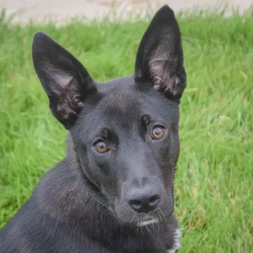 Zaya