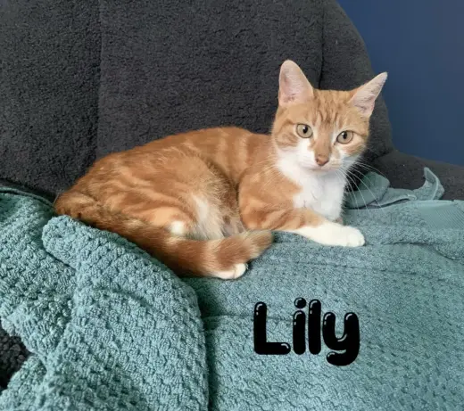 Lilly, Willow Grove Area, (FCID 06/24/2026-116)