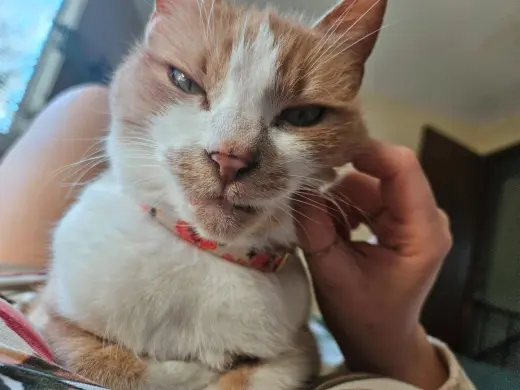 PENNY #1931 - Offered by Owner -Friendly Senior