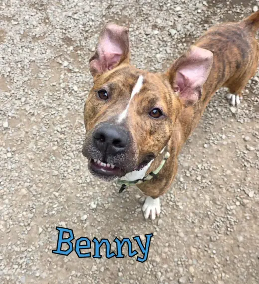 Benny