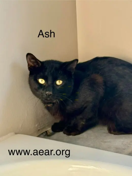 Ash