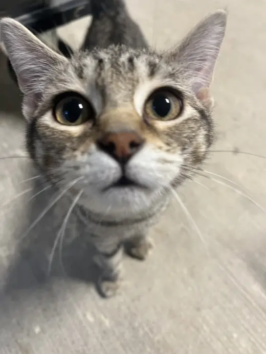 Basil