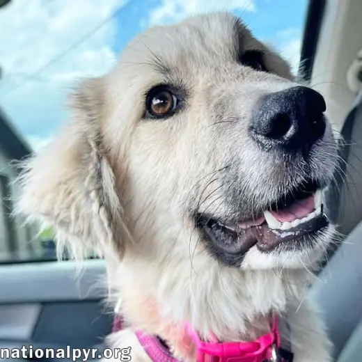 Maggie Mae in AL - Playful, Sweet & Loving!