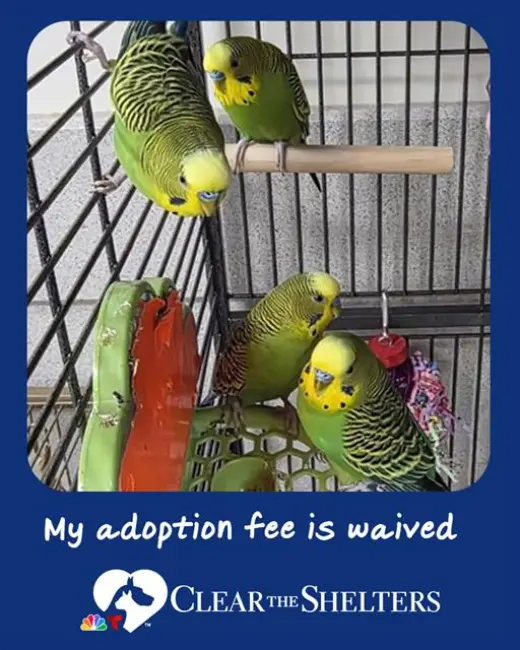 BLUGGOE