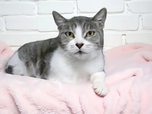 LALA