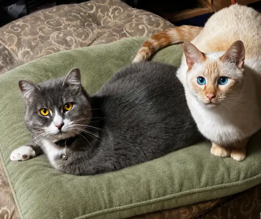Rice & Mustard - Offred by Owner - Bonded Pair
