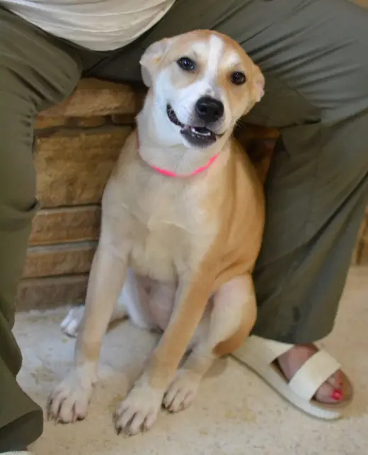 Pippa