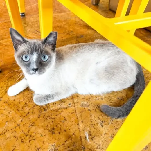Bluebell (Snowshoe Blue Point Siamese Mix)