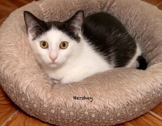 Hershey