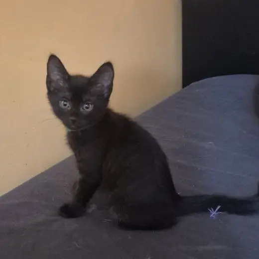 Nyx