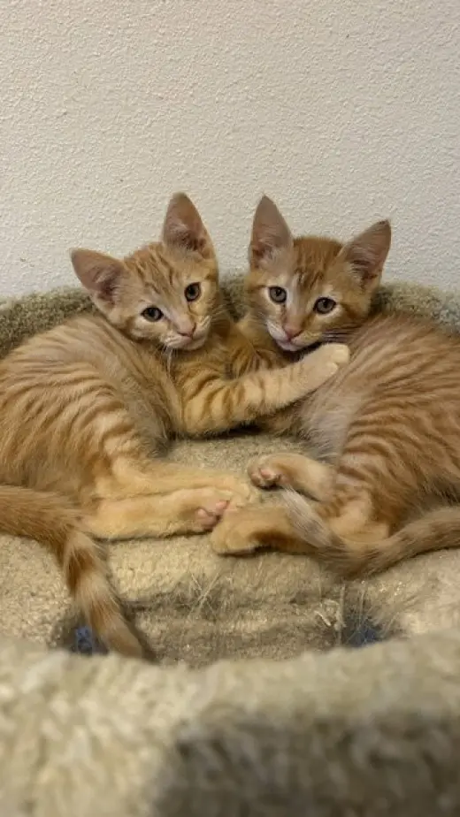Cody & Webster (Courtesy Post)