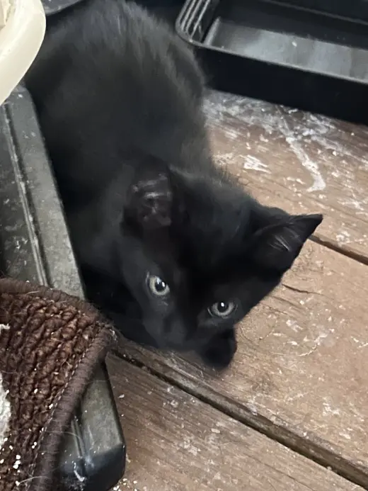 Jet
