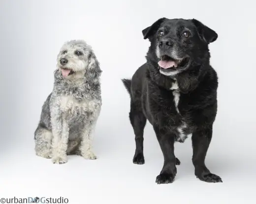 Bonded Pair - Cooper & Artie