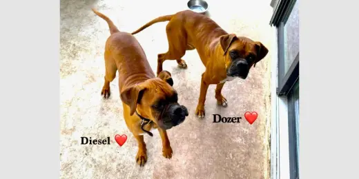 Dozer V