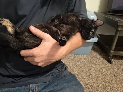 MAMA KITTY
