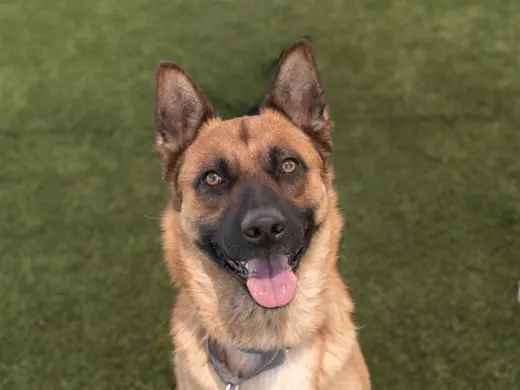 BRUNO
