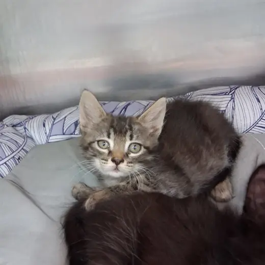 TUNA
