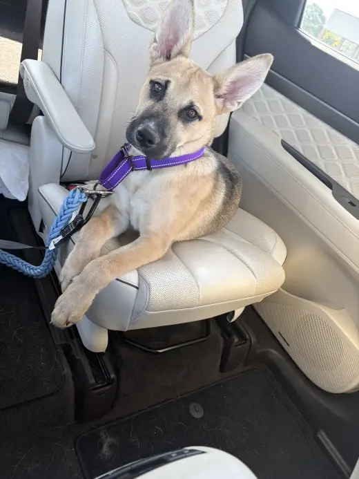 Scout