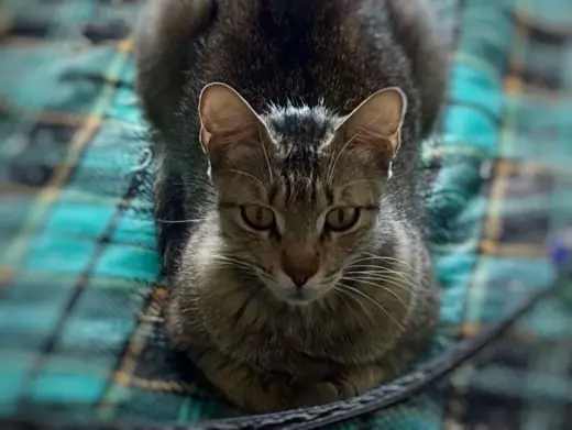 Frieda