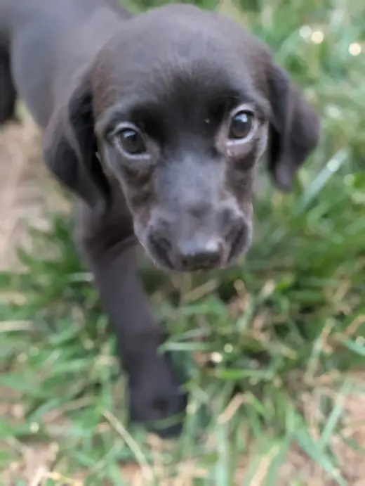 Fate - Life of a Showgirl Litter