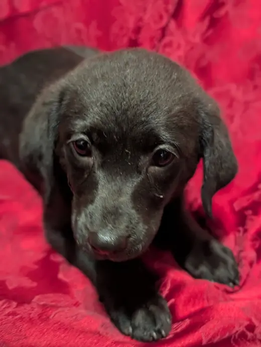 Ruin - Life of a Showgirl Litter