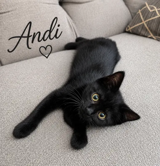 Andi, Willow Grove Area, (FCID 6/17/2026-154)