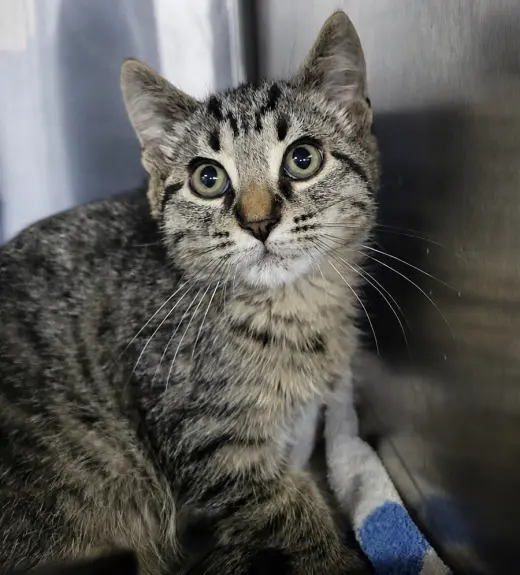 Kitten Alpina