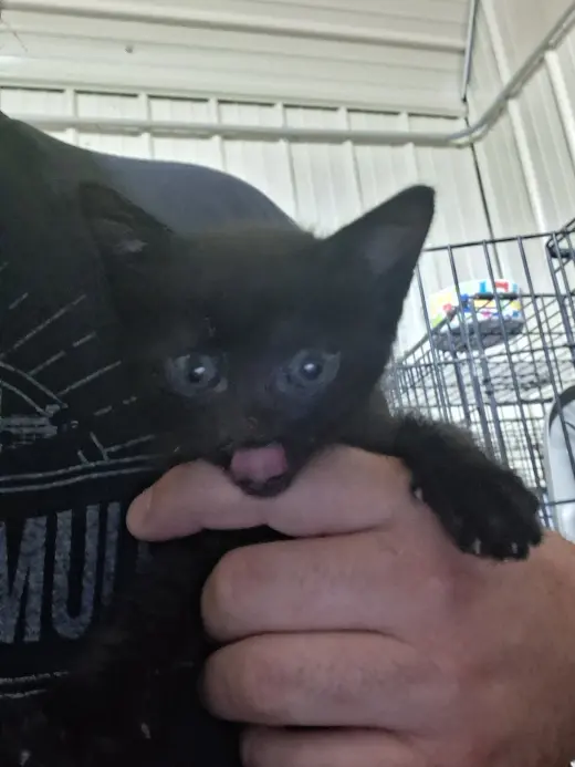 Charlene kitten- Henry