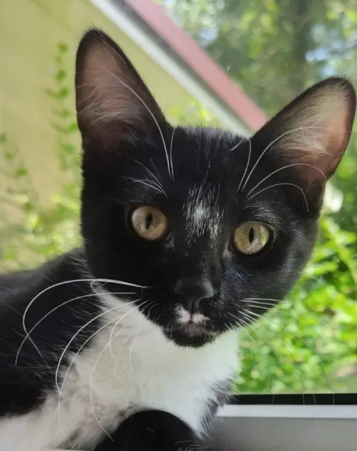 Tuxee Bear