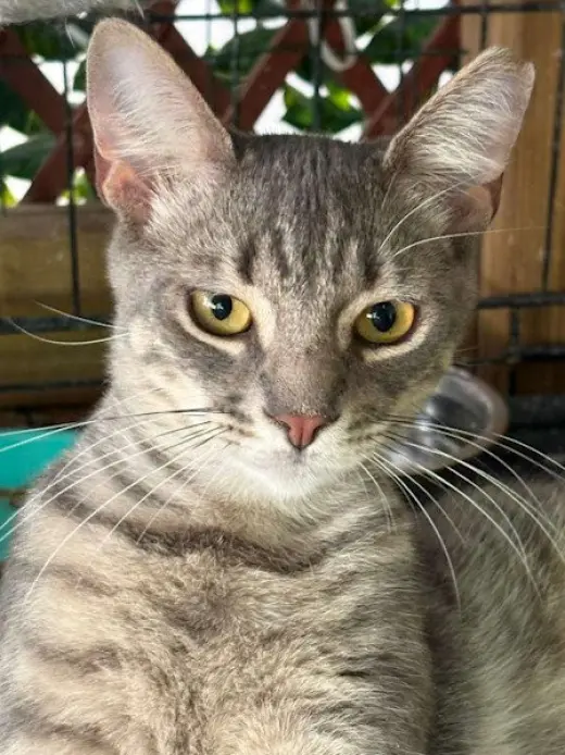 Picasso - PSP Foster Home