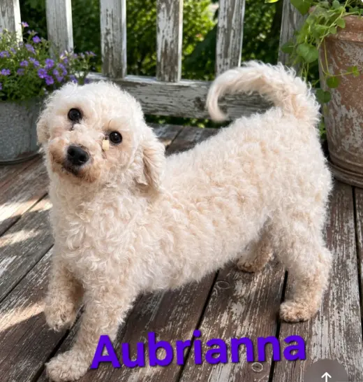 Aubrianna